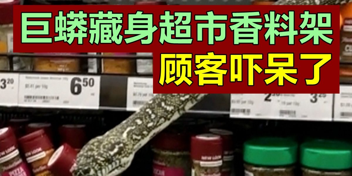 6a6a2ff8-fe19-45a7-b185-94c7531e030f_zsize_cut_zsize